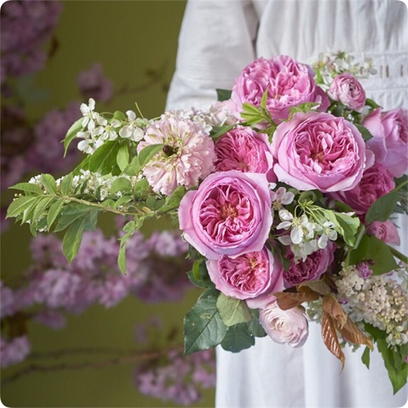 二师兄月季切花凯丽大花抗病直立