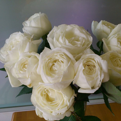 婚礼之路盆栽月季纯白色大包切花