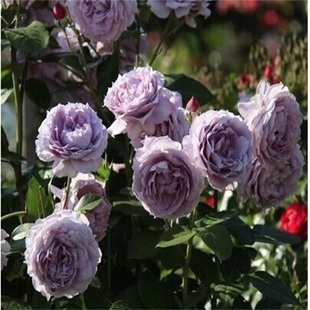 二师兄月季 诺瓦利斯蓝紫色抗病直立性好可藤可灌庭院盆栽