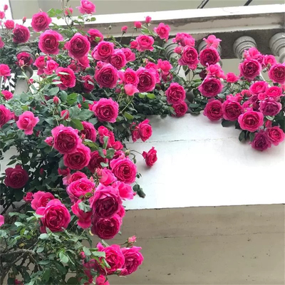 二师兄爬藤月季拱门花墙