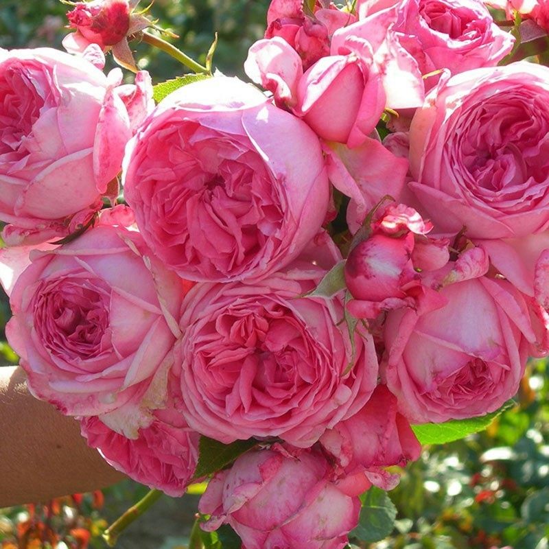 莫利纳尔浓香灌木月季戴尔巴德出品盆栽小苗,鲜花速递/花卉仿真/绿植园艺,月季/蔷薇/玫瑰,淘宝优惠券,粉丝福利购,淘宝优惠卷