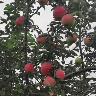 南方苹果树红苹安娜黄苹河套意大利嘎拉苹果家庭园艺盆栽