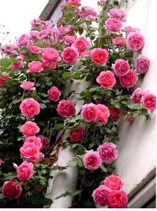 【天然月季园】藤本月季 大游行 多花爬藤月季