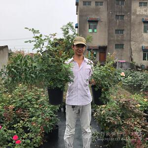 一物一拍请备注二师兄的彩花涧月季3升盆栽补苗专拍