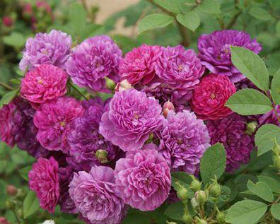 二师兄月季甜蜜马车花香丰花经典微月