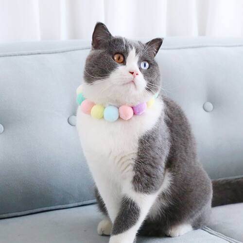 猫狗兔子生日派对项圈帽子