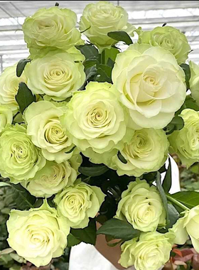 新品 小乔 月季花苗 切花灌木大花奶绿色勤花玫瑰 阳台庭院盆栽