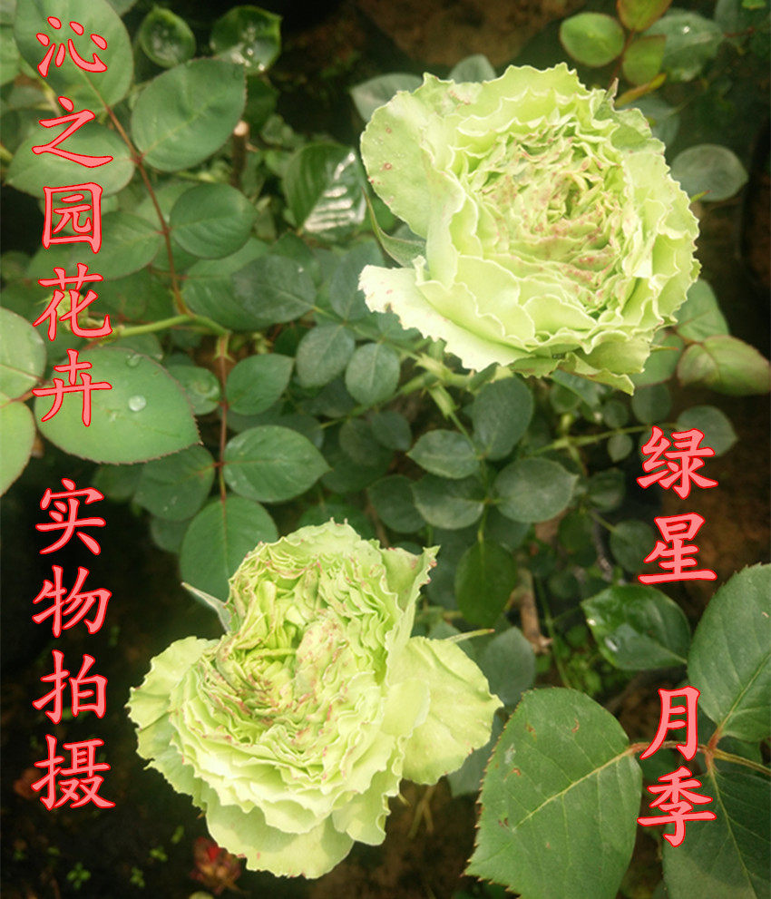 绿星大花月季大苗绿色花朵四季植物阳台别墅花卉玫瑰盆栽直立性好