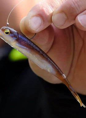 日本RAID路亚叉尾软鱼FISHROLLER3寸空心浮力假饵插铅铅头钩钓组