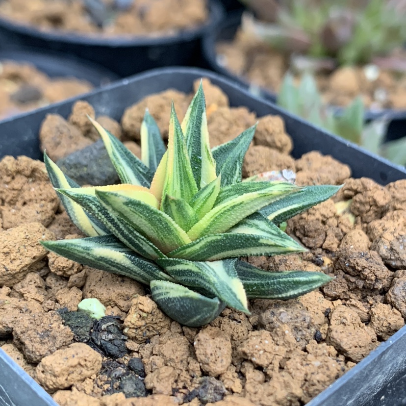 多肉植物硬叶十二卷锦龙城锦一物一拍单头多头群生阳台盆栽包邮