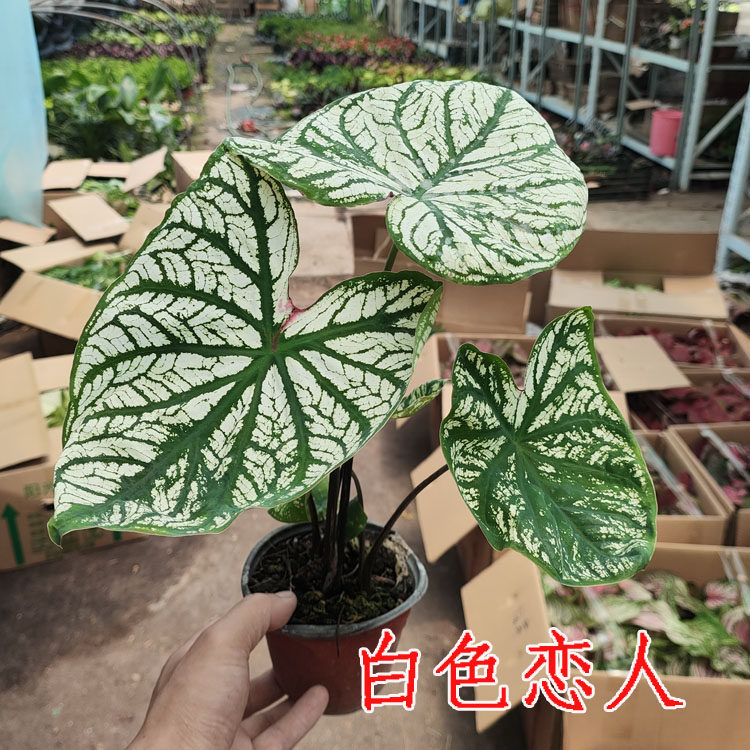 全新品种绿植观叶 白色恋人 梦幻 茹雪 孔雀开屏 粉色飞溅彩叶芋