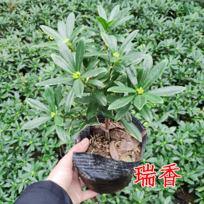 木本植物阳台花草冬季香草