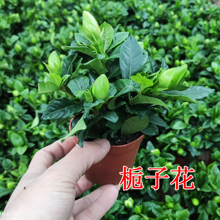 木本绿植花卉 栀子花小盆栽 阳台盆景桌面小盆栽植物花草