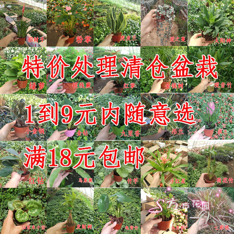 室內植物花卉盆景 君子蘭 發財樹 文竹 辦公室桌面小綠植盆栽