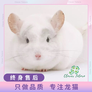 网红宠物龙猫活物送笼子长毛粉白银斑标灰米色宝宝幼崽打过疫苗