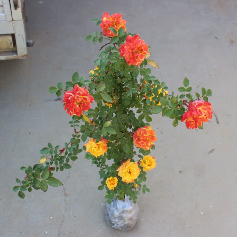 陽台庭院爬藤植物薔薇花盆栽花苗騰彩虹藤本植物小女孩月季在類目 鮮花速遞/花卉仿真/綠植園藝, 花卉/綠植盆栽（新）, 花卉中 - 來自Buy2taobao.com提供專業的淘寶代購服務