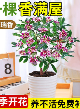 金边瑞香盆栽浓香型带花苞室内客厅阳台耐寒老桩大苗好养花卉植物