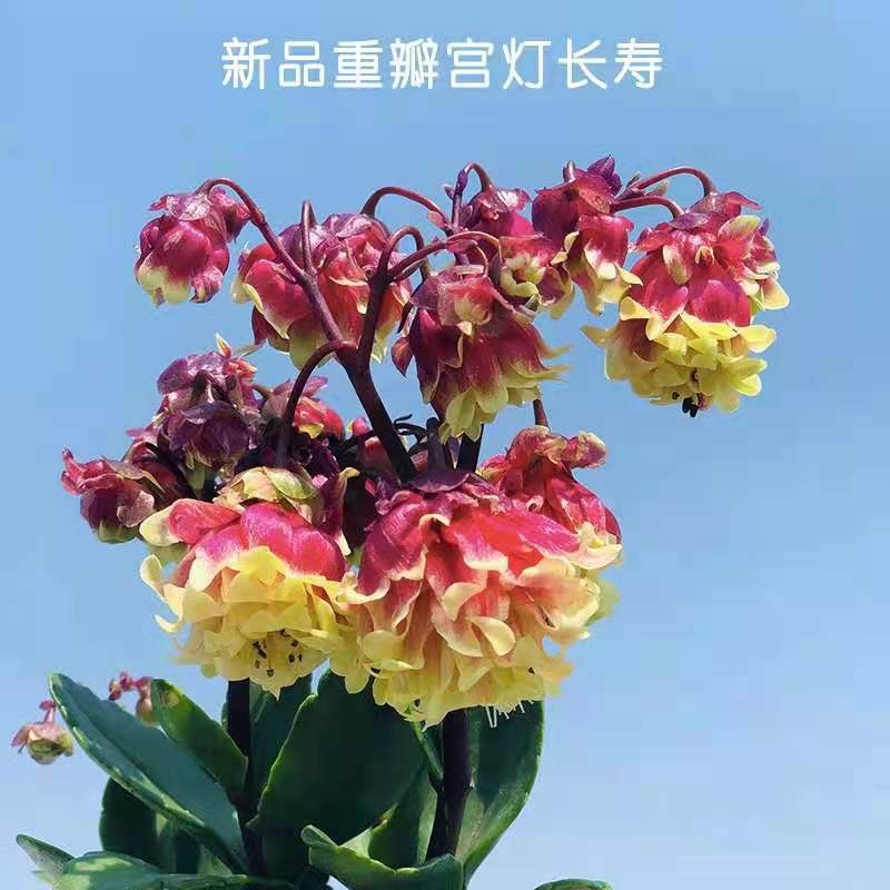 宫灯长寿花盆栽苗灯笼花倒挂金钟室内阳台垂吊长寿花卉包邮好养活