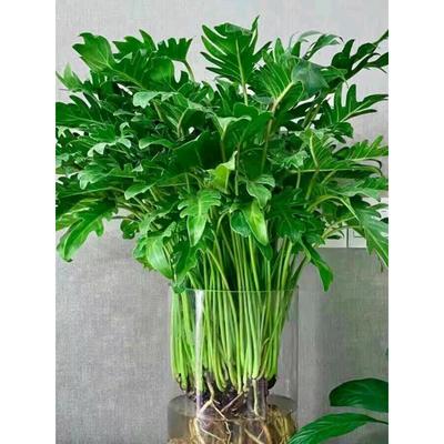 春雨绿植盆栽花卉植物室内易养活龟背竹无土纯羽水培植物室内好养