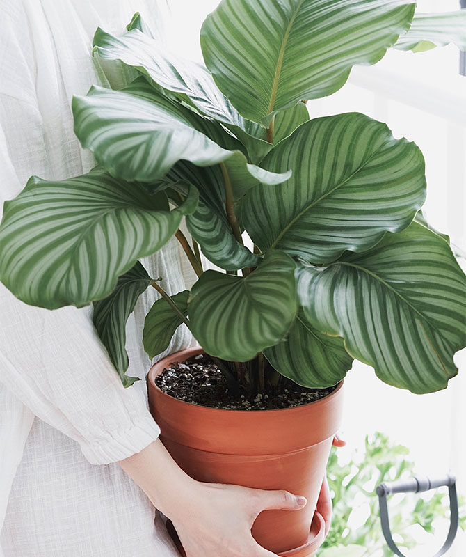 青苹果竹芋盆栽室内办公绿植水培植物客厅四季耐阴常青观叶花卉