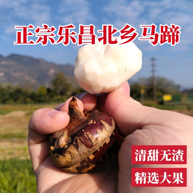 广东乐昌北乡马蹄水果生吃马蹄大果荸荠新鲜水果现挖脆甜多汁化渣