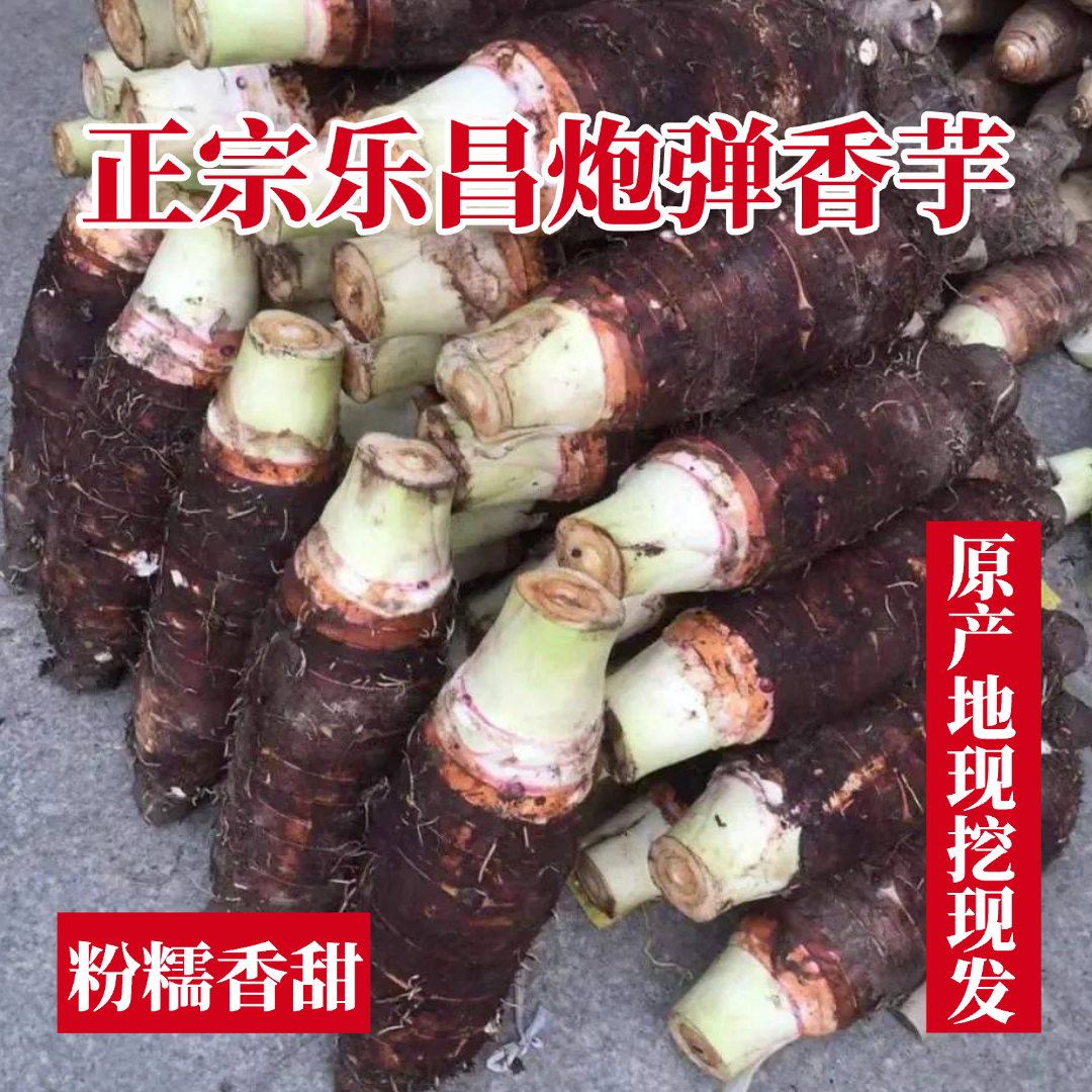 粤北乐昌张溪炮弹香芋头新鲜现挖应季蔬菜炮弹芋头粉糯香甜大芋头