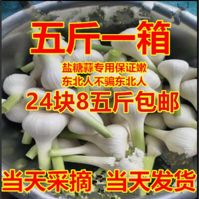 东北糖醋白皮新鲜大蒜现拔发货