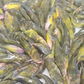 松花湖嘎牙子昂刺鱼黄辣丁5斤88元 包邮