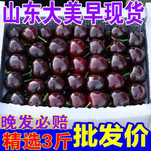 现摘现发山东美早大樱桃车厘子国产当季新鲜水果2斤3斤5斤孕妇4J