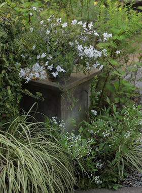 浙庭院小花匠*悬星花“白色茉莉”多年生*耐热花期长*可藤可灌