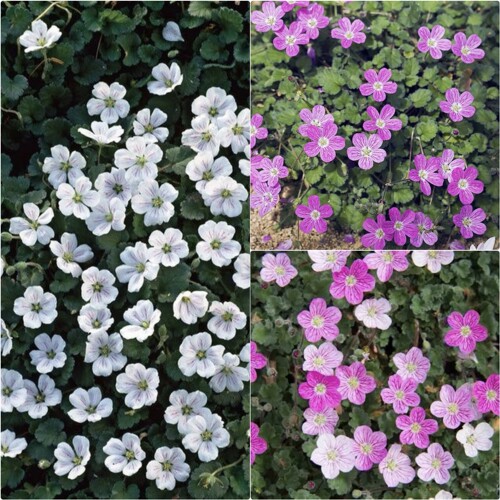 鲁庭院小花匠*姬风露草*耐寒多年生*迷你小型植物*花量大*可组盆