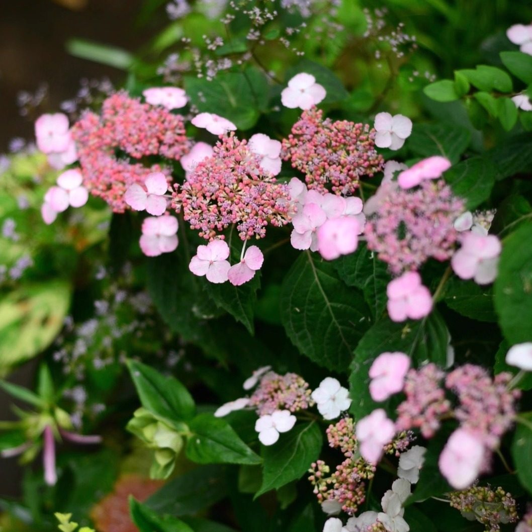 鲁庭院小花匠*山绣球“红甘茶”耐寒多年生*小型耐阴*适合阳台,鲜花速递/花卉仿真/绿植园艺,绣球/木绣球/木本植物,淘宝优惠券,粉丝福利购,淘宝优惠卷