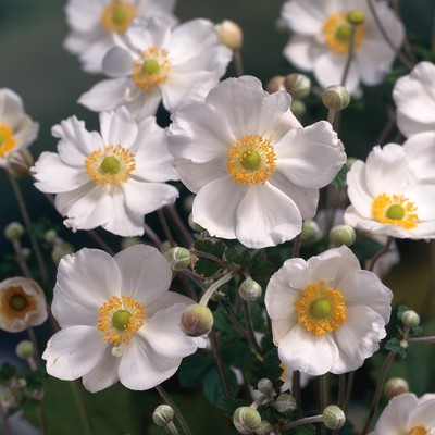 鲁庭院小花匠*银莲花“奥诺季伯特”野棉花宿根植物*低维护