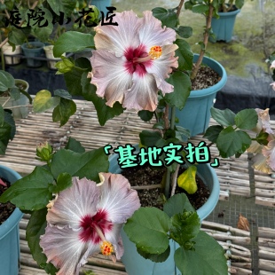 鲁庭院小花匠*变色扶桑“温柔与坚定”扦插苗*多年生*耐热花期长