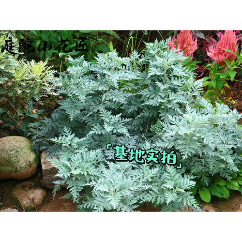 鲁庭院小花匠*密毛白莲蒿*耐寒多年生*耐热*原生宿根*银叶蕾丝叶