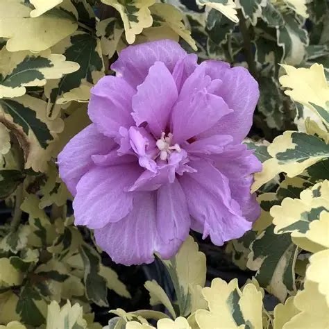 鲁庭院小花匠*花叶木槿“金色糖尖”耐寒多年生*花期长耐热低维护