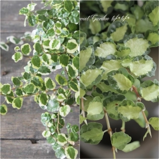 浙庭院小花匠*花叶薜荔金心薜荔*半耐寒多年生*耐热耐热*垂吊攀爬