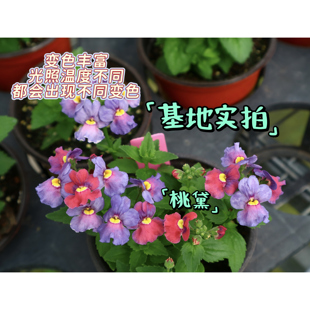 鲁庭院小花匠*多品种龙面花*半耐寒多年生*芳香*花量大花期长组盆