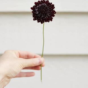 深紫暗系 浙庭院小花匠 耐寒多年生 黑莓 蓝盆花松虫草 紫盆花