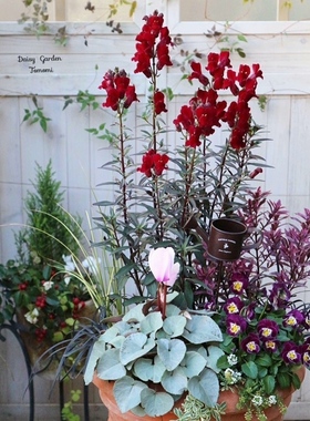 鲁庭院小花匠*铜叶金鱼草“黑王子”耐寒多年生*花色多变*可切花