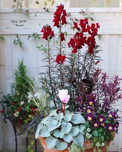 鲁庭院小花匠*铜叶金鱼草“黑王子”耐寒多年生*花色多变*可切花