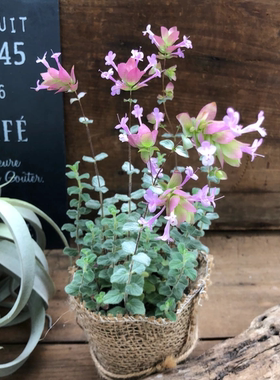 浙庭院小花匠*毛叶牛至“巴克兰”耐寒多年生*花叶共赏*可做干花