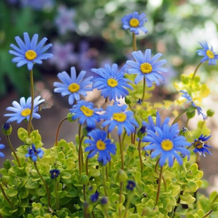 鲁庭院小花匠*金叶费利菊“海蓝阳光”半耐寒多年生*组盆金叶蓝玛