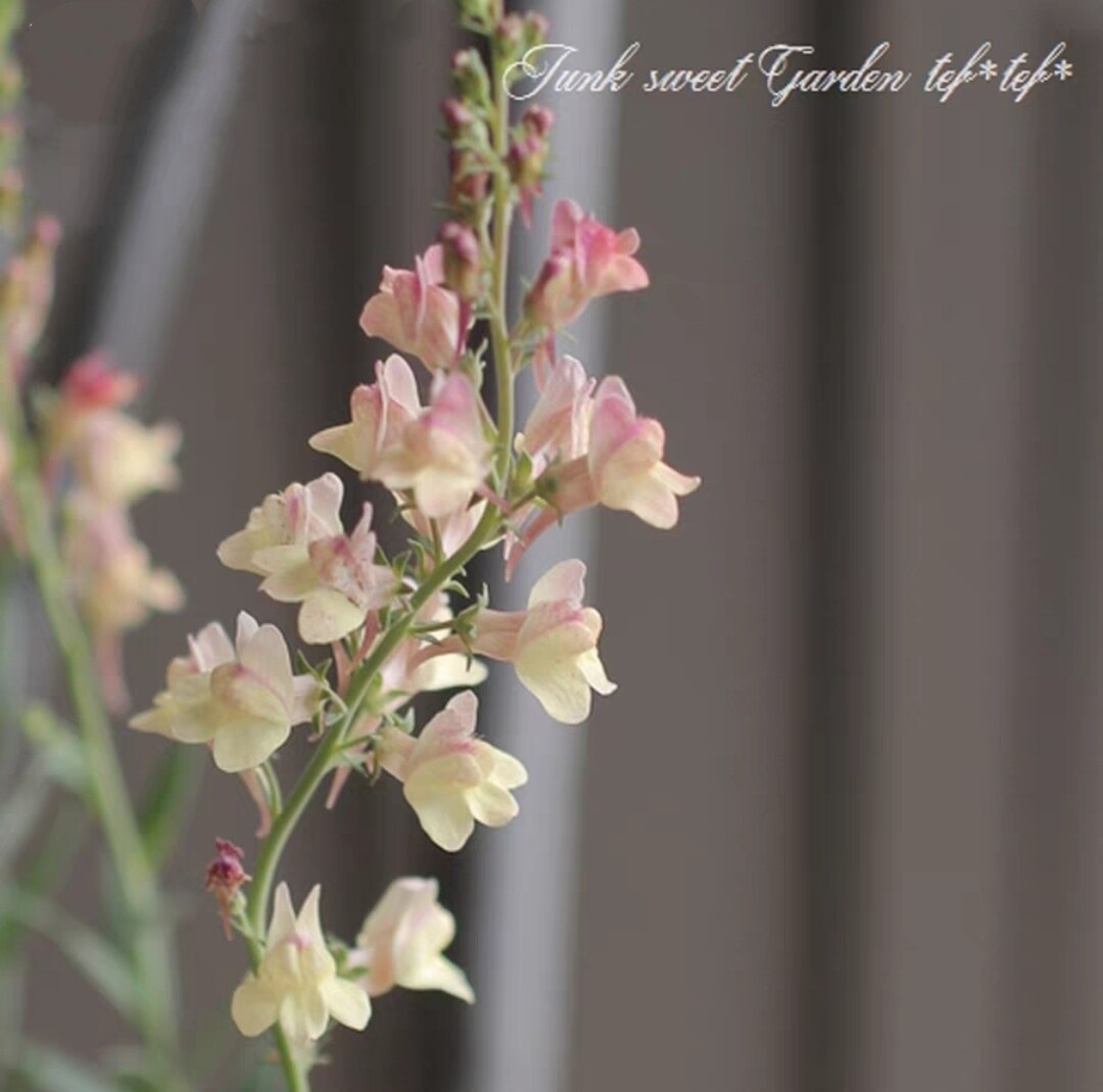 浙庭院小花匠*宿根柳穿鱼"杏色魅力""紫穗"*10cm15cm线条植物