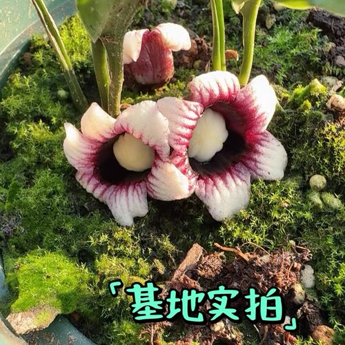 鲁庭院小花匠*伞柱蜘蛛抱蛋*耐寒多年生*耐热*山野草*原生一叶兰