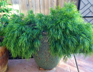 鲁庭院小花匠*绒毛金合欢*半耐寒多年生*造型多变*耐热皮实澳洲