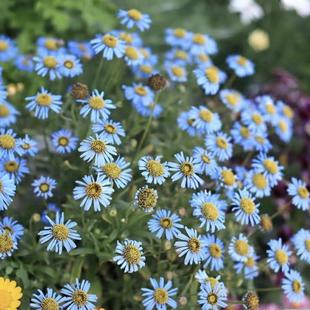 鲁庭院小花匠*翠鸟雏菊*多年生*花梗高挑小清新*耐热一般*可留种