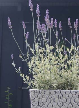 鲁庭院小花匠*花叶薰衣草“米罗”半耐寒多年生*较耐热*花叶共赏