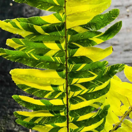浙庭院小花匠*虎蕨/花叶波士顿蕨*多年生*斑纹随机*耐热低维护