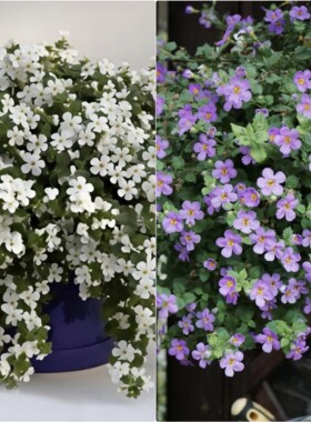 鲁庭院小花匠*单瓣百可花*半耐寒多年生*组盆寄植*花期长假马齿苋